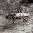 Syritta pipiens w