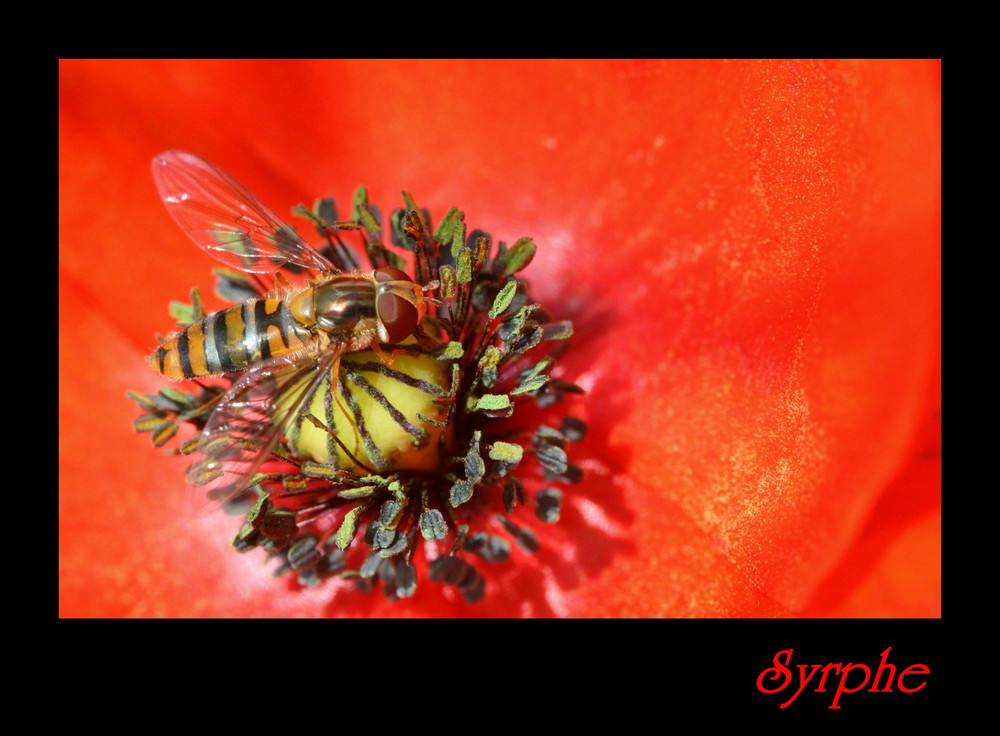 Syrphe