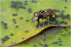 Syrphe Anasimyia lineata sur nénuphar