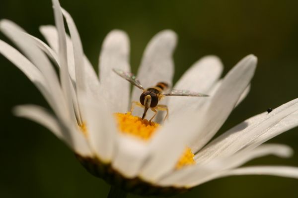 Syrphe au milieu d'une Marguerite