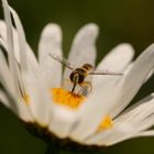 Syrphe au milieu d'une Marguerite