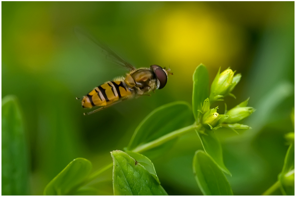 Syrphe Ceinturé (Episyrphus balteatus)