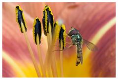 Syrphe ceinturé (Episyrphus balteatus) au coeur du lis