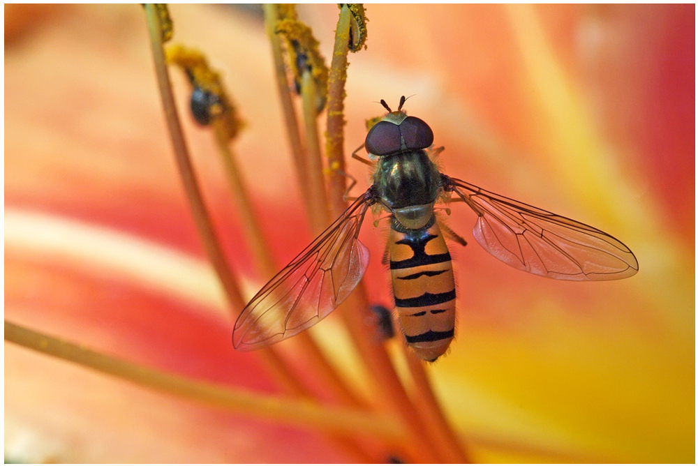 Syrphe ceinturé, Episyrphus balteatus (mâle)