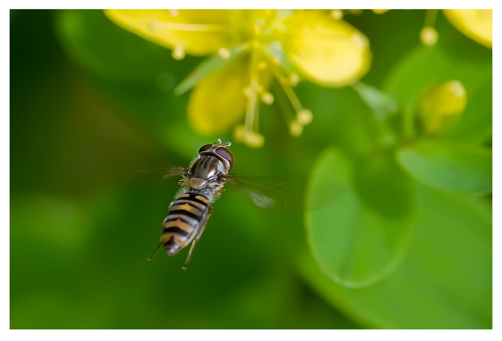 Syrphe ceinturé_02 (Episyrphus balteatus)