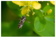 Syrphe ceinturé_02 (Episyrphus balteatus)