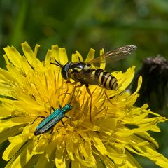 Syrphe Chrysotoxum verralli en compagnie d'un Oedemera nobilis