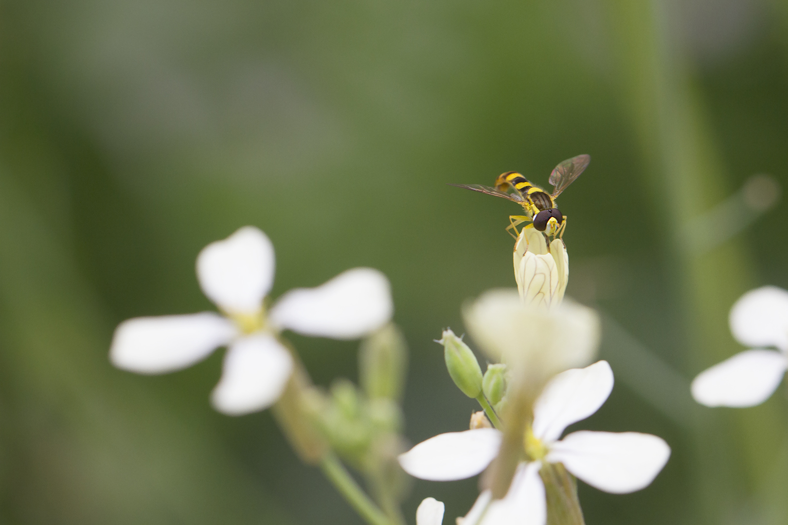 syrphe dans son mini jardin