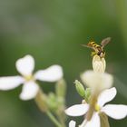 syrphe dans son mini jardin