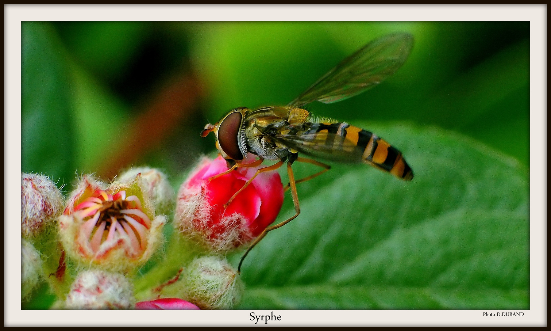 Syrphe du jardin