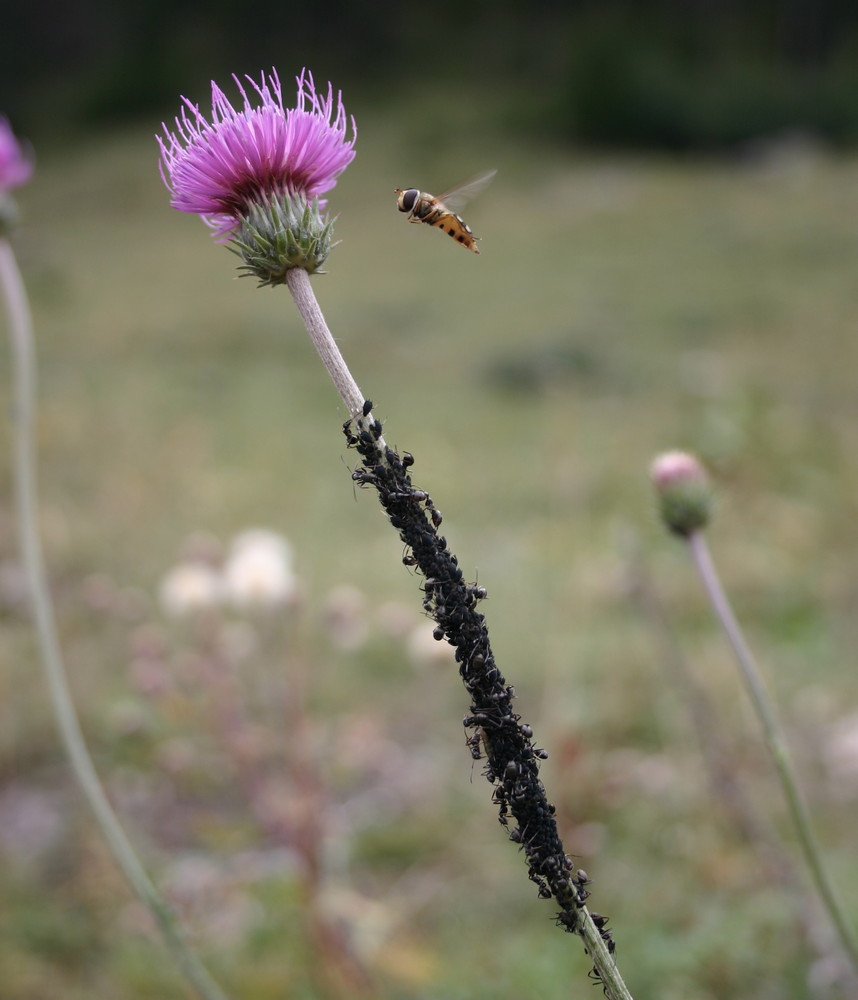 Syrphe en vol et colonie de puceron avec leurs bergers fourmis