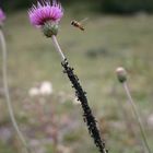 Syrphe en vol et colonie de puceron avec leurs bergers fourmis