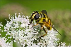 Syrphe Eristale des fleurs