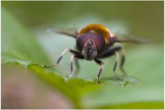 Syrphe Eristalis intricaria