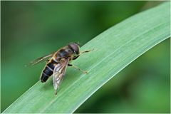 Syrphe Eristalis pertinax mâle