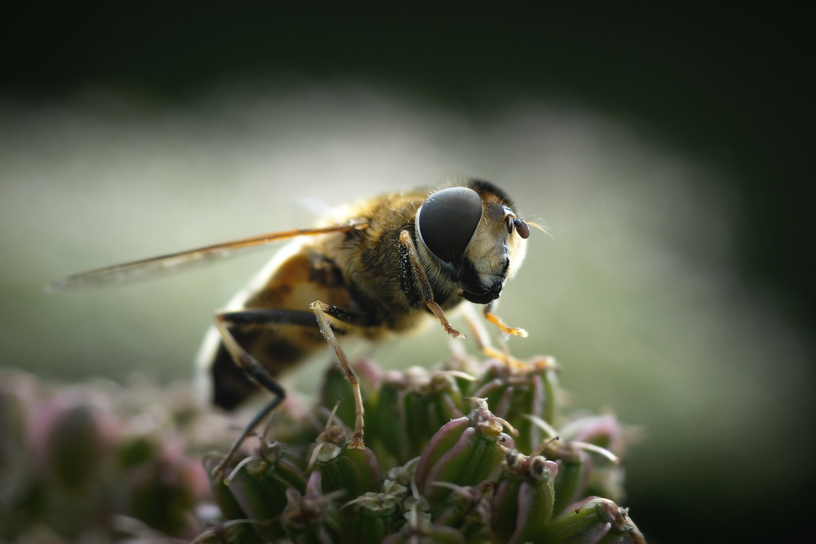 Syrphe - Eristalis sp