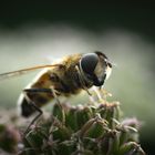 Syrphe - Eristalis sp