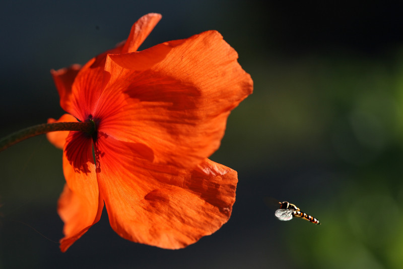 Syrphe et coquelicot