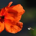 Syrphe et coquelicot