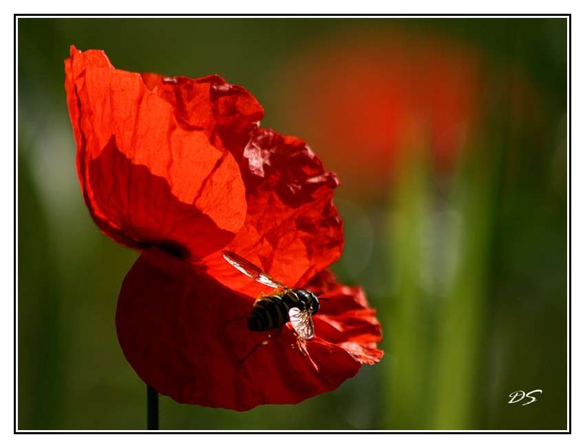 Syrphe et le coquelicot