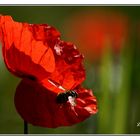 Syrphe et le coquelicot