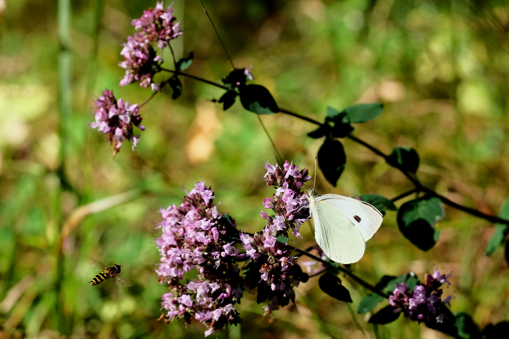 Syrphe et le Papillon 