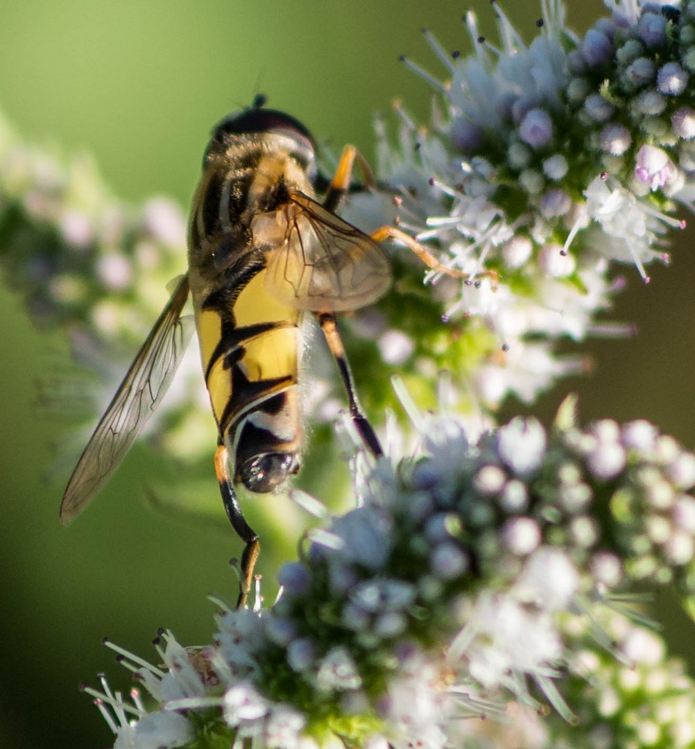 syrphe (hélophile suspendu) dans la menthe spitaca - Drôme