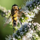 syrphe (hélophile suspendu) dans la menthe spitaca - Drôme