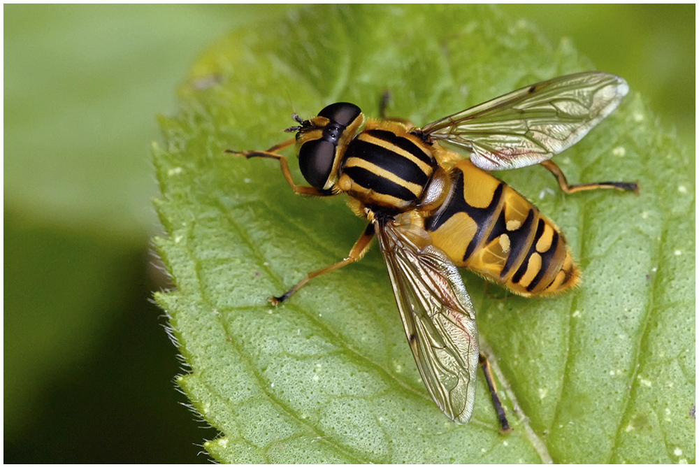 Syrphe Hélophile suspendu (Helophilus pendulus)