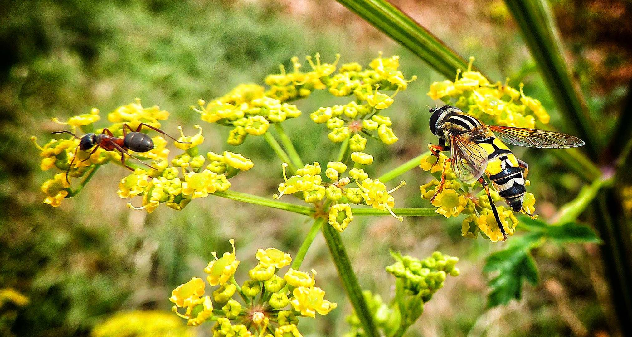 Syrphe Helophilus pendulus