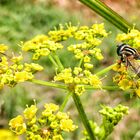 Syrphe Helophilus pendulus