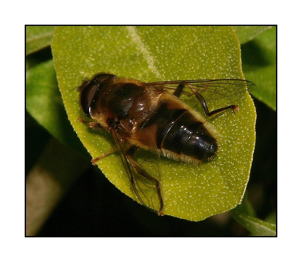 " Syrphe ou abeille "