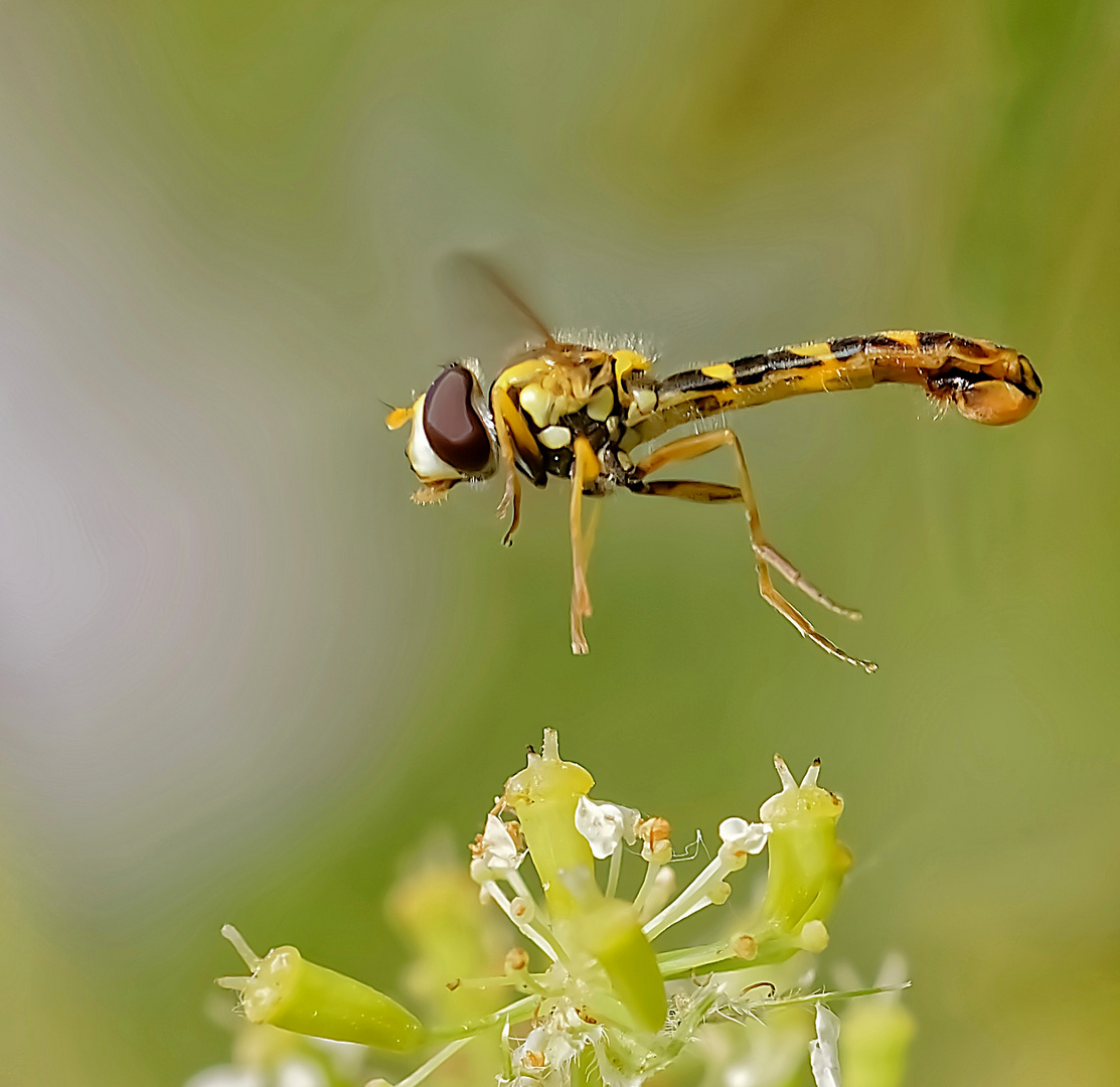 Syrphe porte-plume se prenant pour un drone.