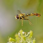 Syrphe porte-plume se prenant pour un drone.