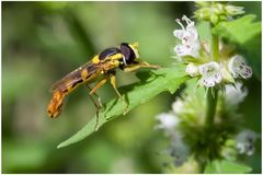 Syrphe Porte-plume (Sphaerophoria scrypta)