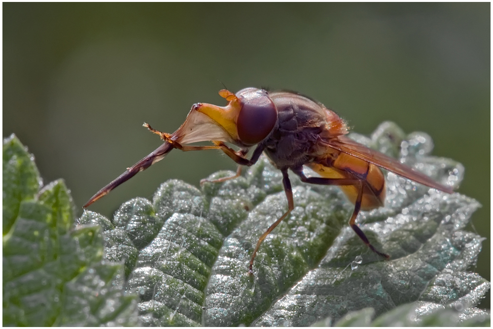 Syrphe : Ringhia campestris se lissant la trompe