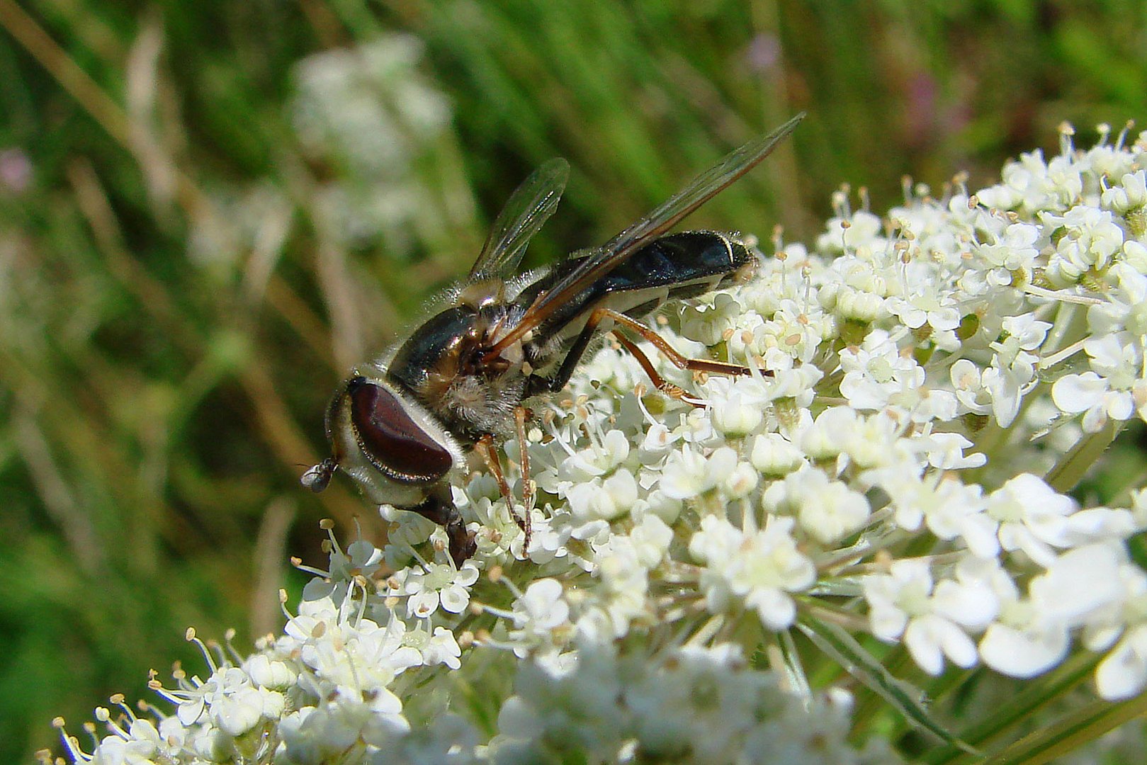 Syrphe Scaeva pyrastri unicolor