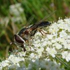 Syrphe Scaeva pyrastri unicolor