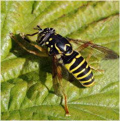 Syrphe Spilomyia saltuum