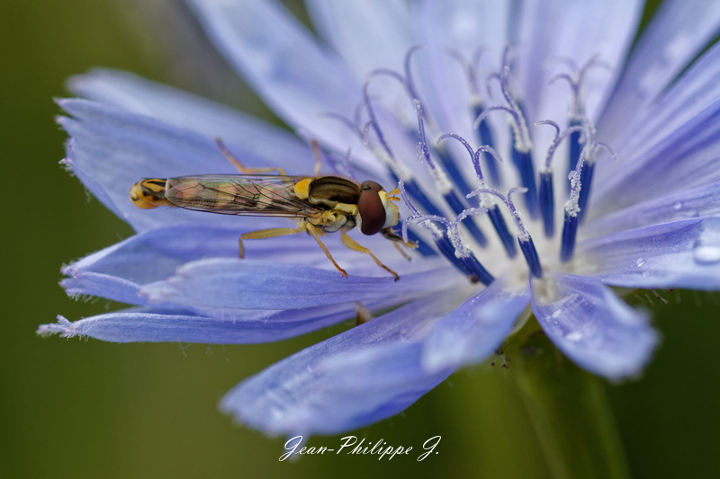 Syrphe sur chicorée sauvage -