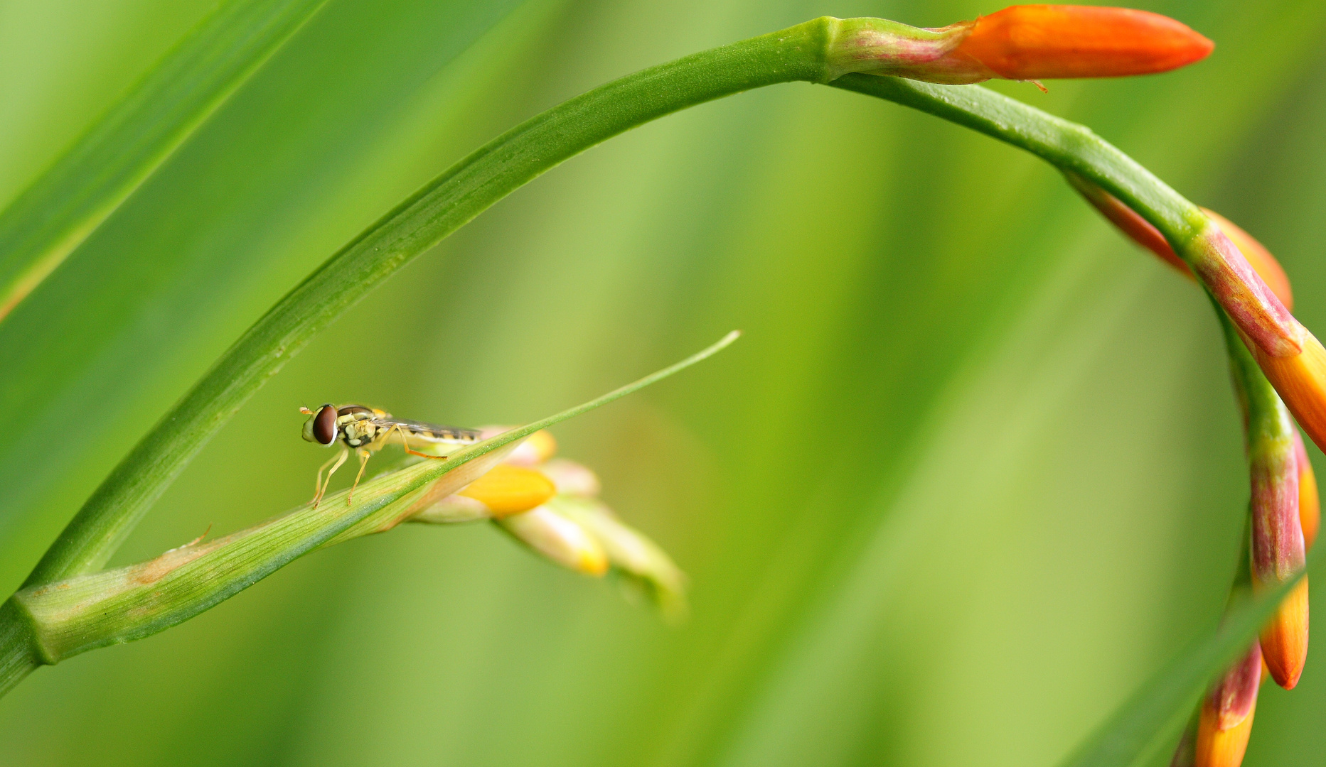 Syrphe sur Crocosmia