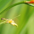 Syrphe sur Crocosmia