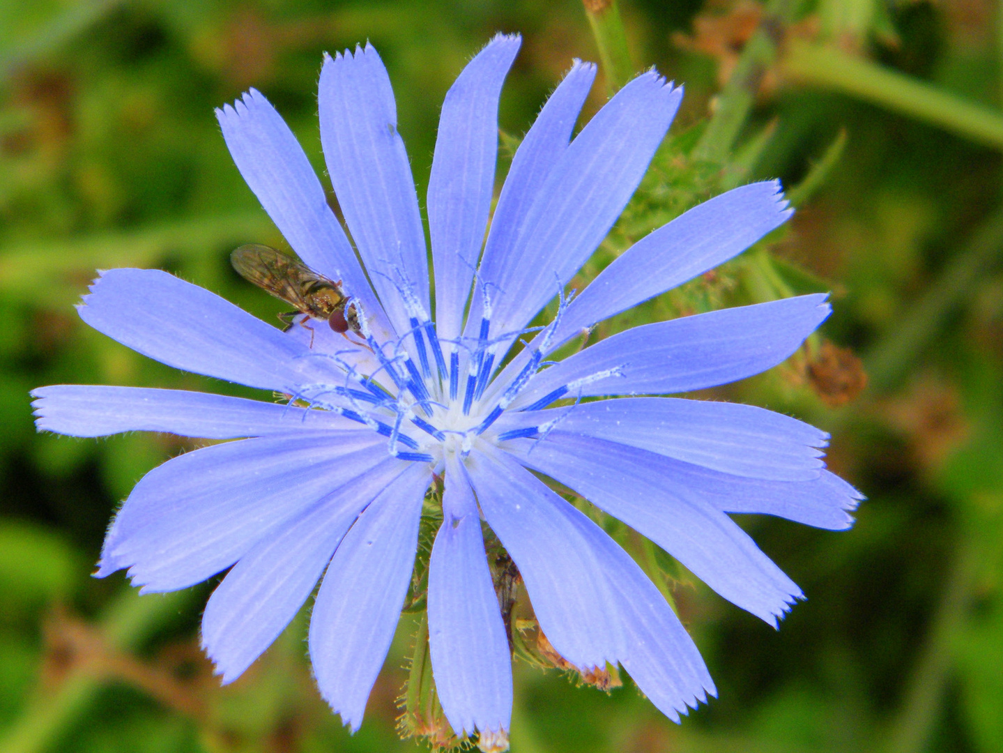 Syrphe sur fleur de Chicorée