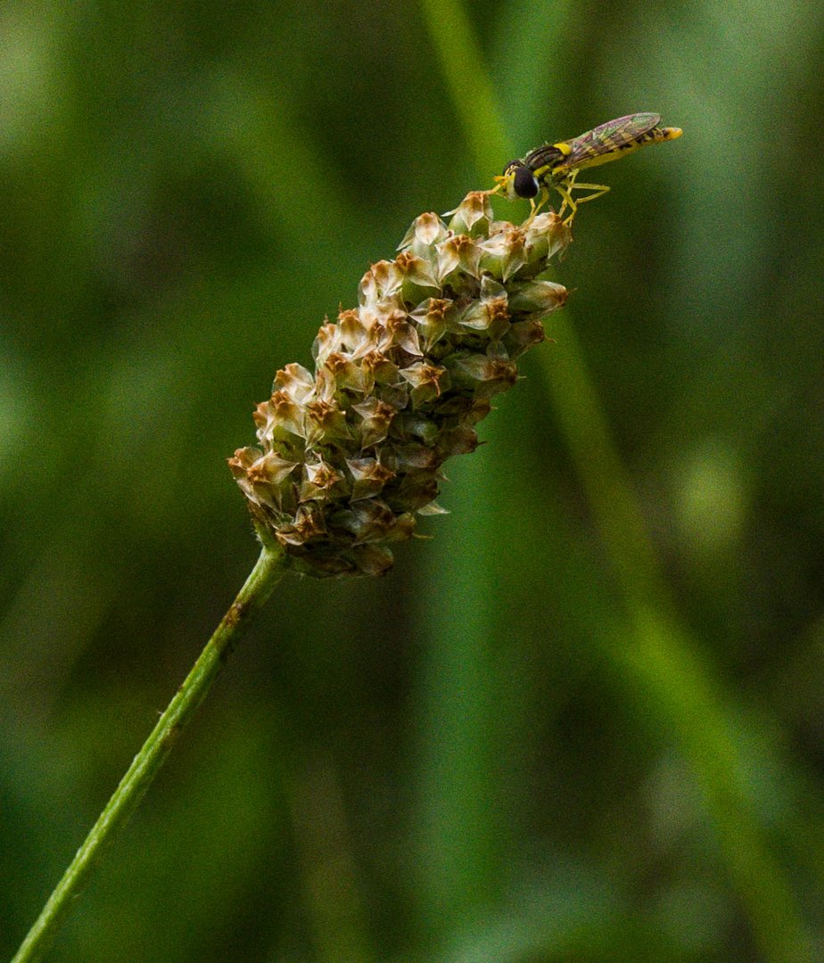 syrphe sur plantain - 2020