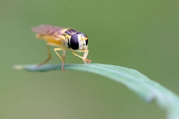 Syrphe sur un brin d'herbe