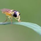 Syrphe sur un brin d'herbe