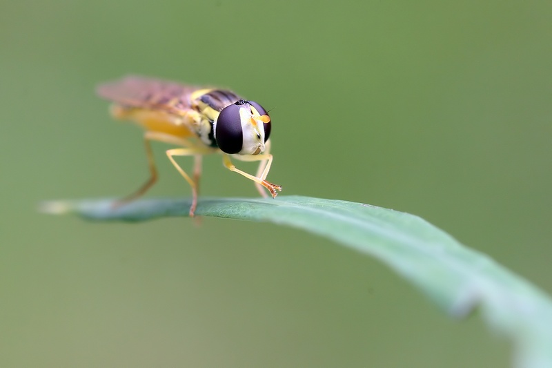 Syrphe sur un brin d'herbe