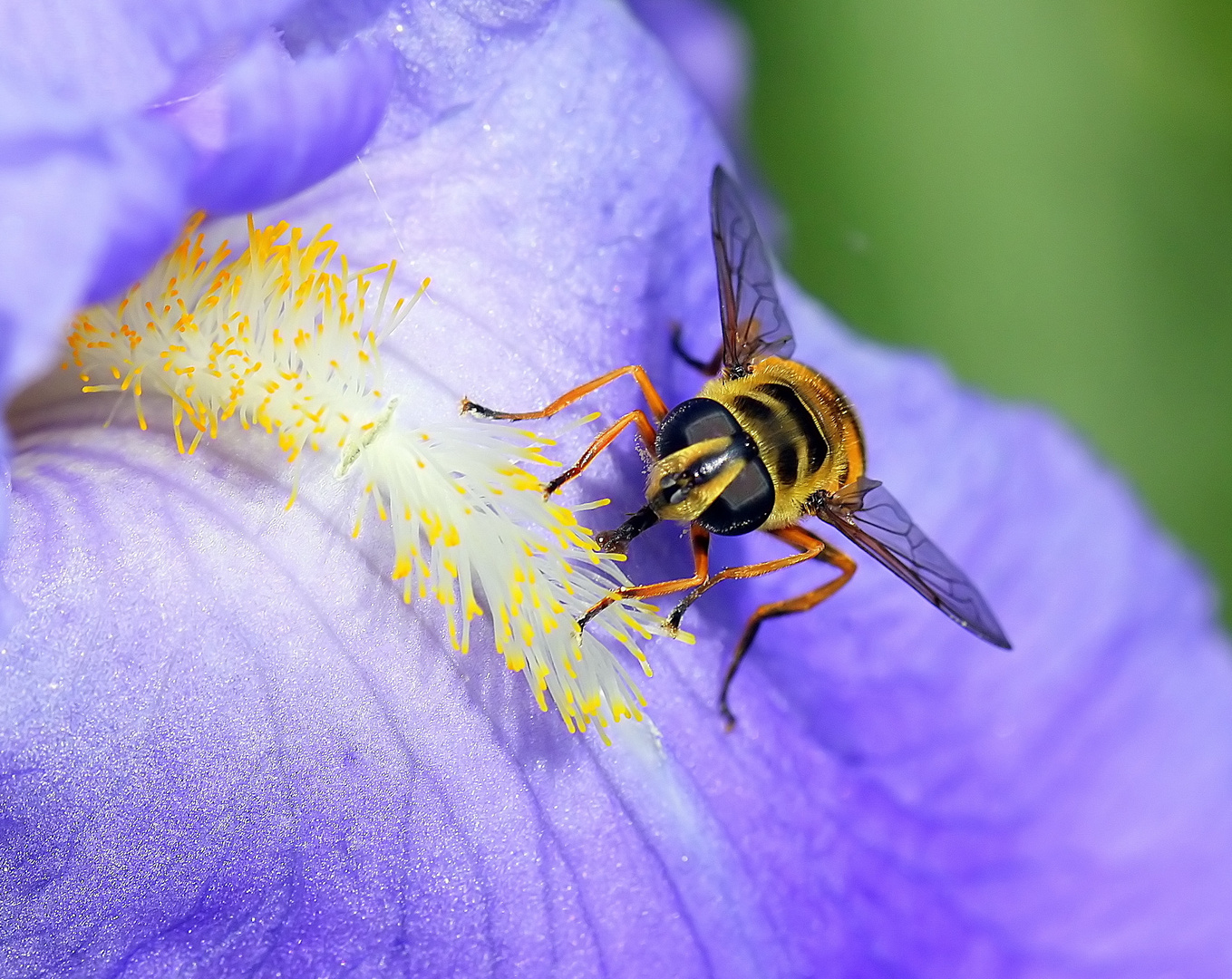 ( Syrphe tête de mort ) (Myathropa florea)