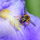 ( Syrphe tête de mort ) (Myathropa florea)