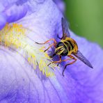 ( Syrphe tête de mort ) (Myathropa florea)